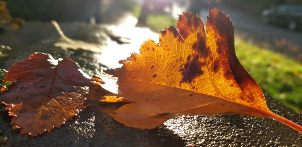 170843_herbst_leben_tod_by_peter_weidemann_pfarrbriefservice